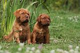 DOGUE DE BORDEAUX 259